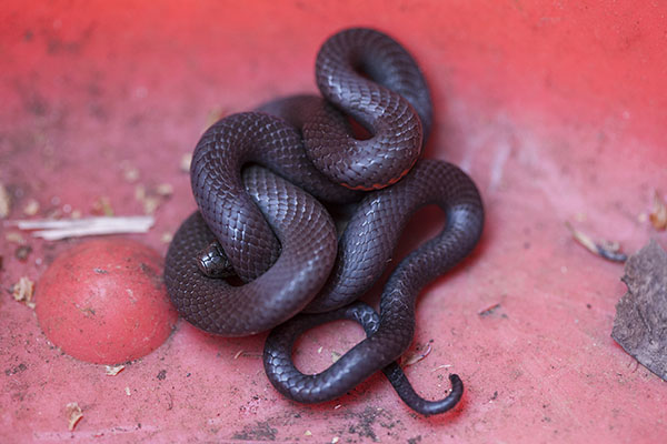 Diadophis punctatus amabilis - The Pacific Ringneck Snake aka Pacific Ring-necked Snake