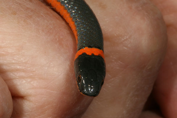Diadophis punctatus occidentalis - The Northwestern Ringneck Snake aka Northwestern Ring-necked Snake