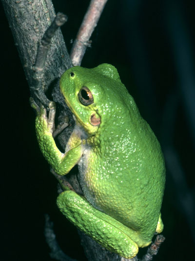 Hyla versicoor - The Northern Gray Tree Frog