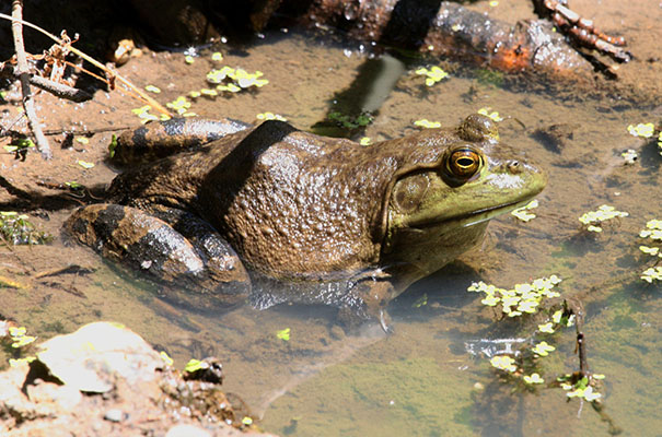 Lithobates catesbelanus - The American Bullfrog