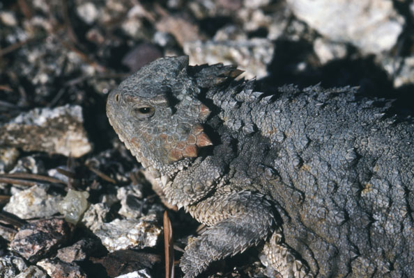 Phrynosoma hernandesi - The Mountain Short-horned Lizard aka Greater Short-horned Lizard aka Hernandez's Short-horned Lizard