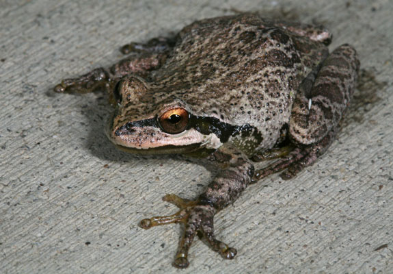 Pseudacris regilla - The Pacific Tree Frog