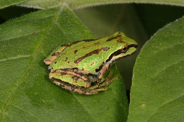 Pseudacris regilla - The Pacific Tree Frog