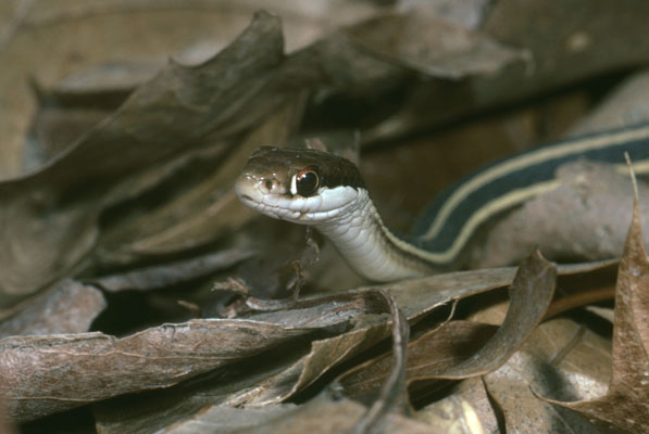 Thamnophis sauritus septentrionalis - The Northern Ribbon Snake