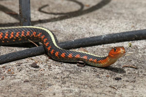 Thamnophis sirtalis concinnus - The Oregon Red-spotted Garter Snake