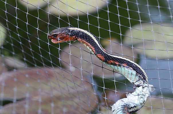 Thamnophis sirtalis concinnus - The Oregon Red-spotted Garter Snake